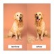 Pet Teezer De-Shedding & Dog Grooming Brush Βούρτσα για Σκυλιά Μεσαίου & Μεγάλου Μεγέθους Μωβ/Μαύρο, 1 Τεμάχιο